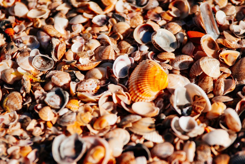 sea, beach, orange